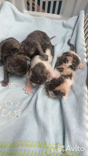 Котята корниш-рекс