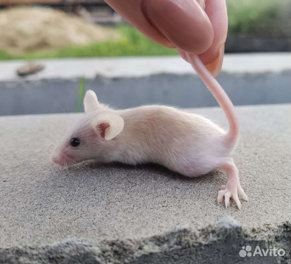 Сатиновые мыши