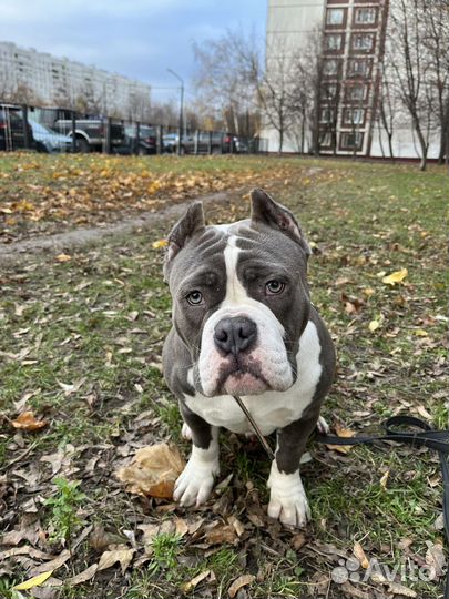 Дрессировка собак