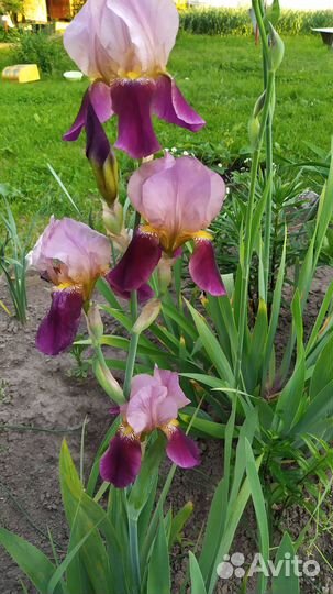 Ирисы бородатые сортовые