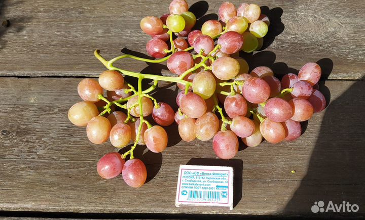 Продам саженцы винограда