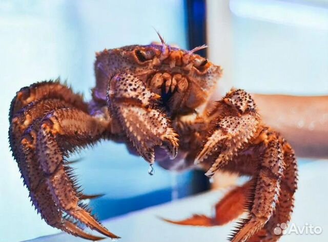 Краб Волосатик