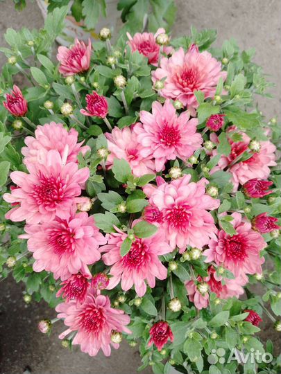 Хризантемы