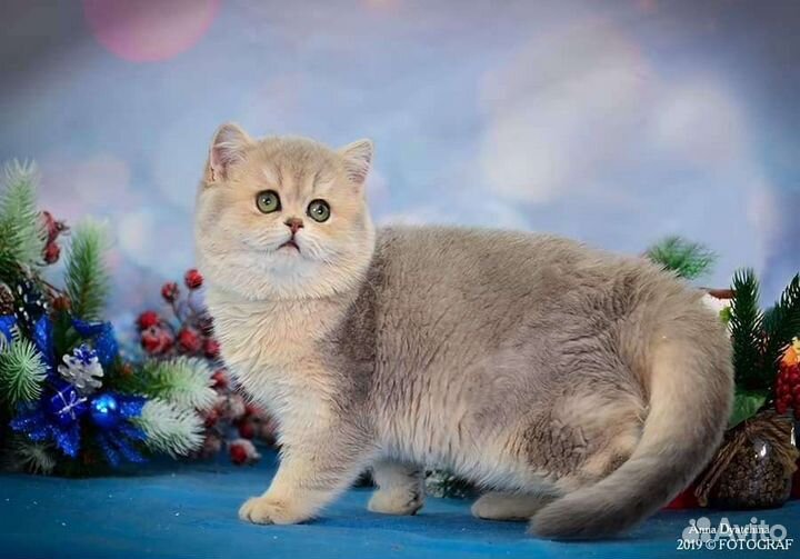 Британский мальчик золотая шиншилла