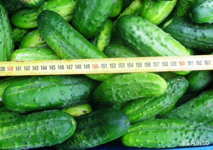Огурцы свежие, открытого грунта, 5 кг