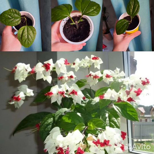 Клеродендрум томпсона укор черенок