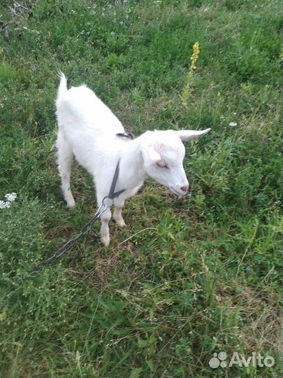 Козлята