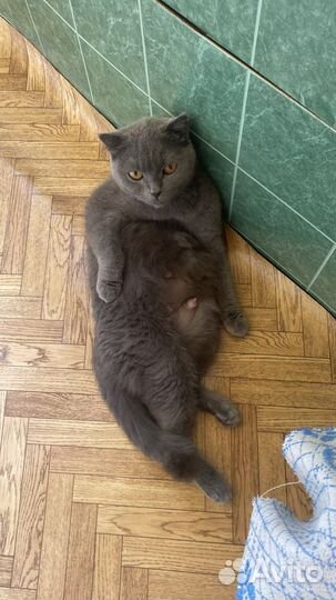 Британская кошка