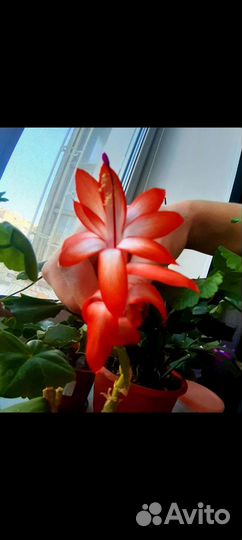 Декабрист шлюмбергера красный и оранжевый