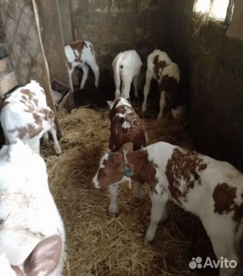 Телята бычки сементалы