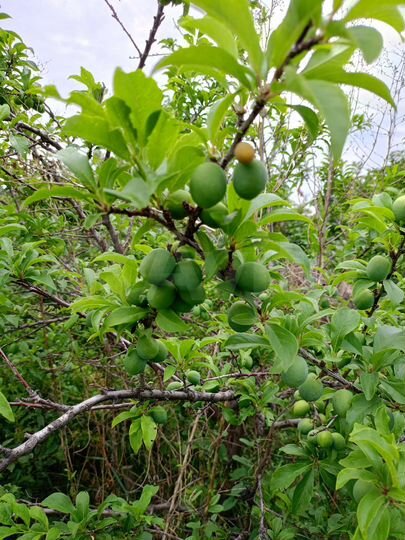 Дача 15 м² на участке 6 сот.