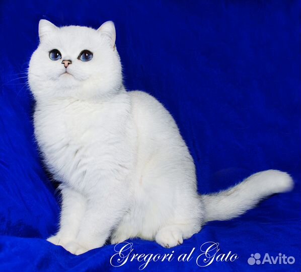 Британский белоснежный длинношерстный мальчик