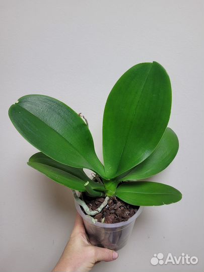 Орхидея фаленопсис