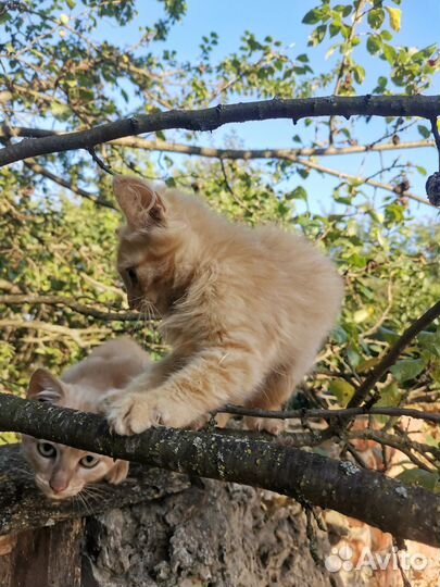 Котики в дар