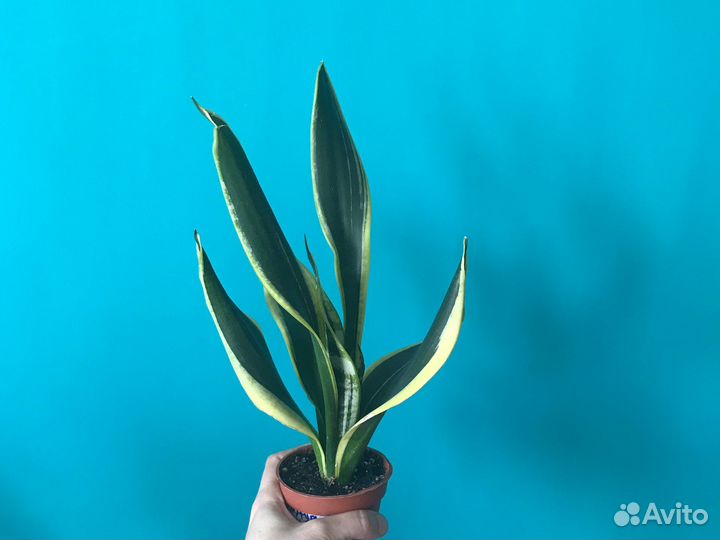 Сансевиерия (раз.сорта) и др.раст-ия (от 12.08.23)