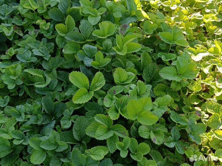 Рассада клубники