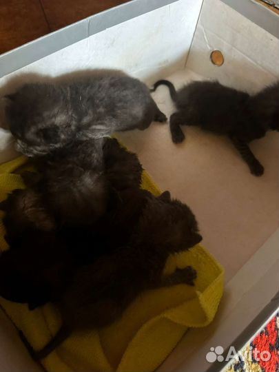 Помогите пристроить малышей