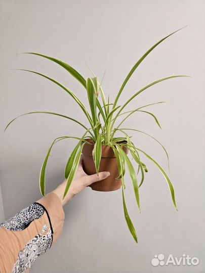 Комнатные цветы