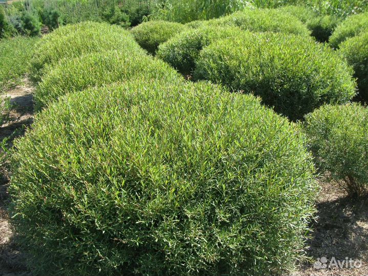 Ива пурпурная, дерен белый