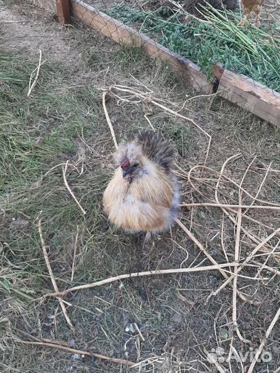 Петух китайский