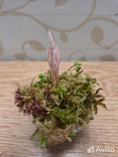 Алоказия вариегатная Амазоника