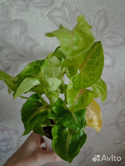 Сингониумы