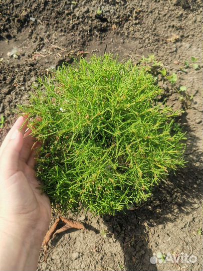 Растения, цветы для сада