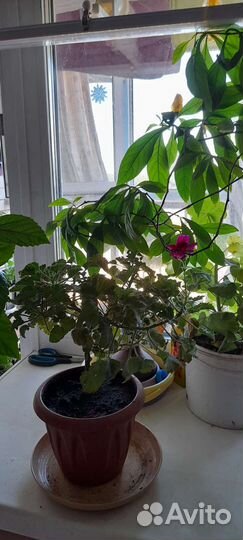 Перец острый, гранат, гибискус, пахист, к.герань