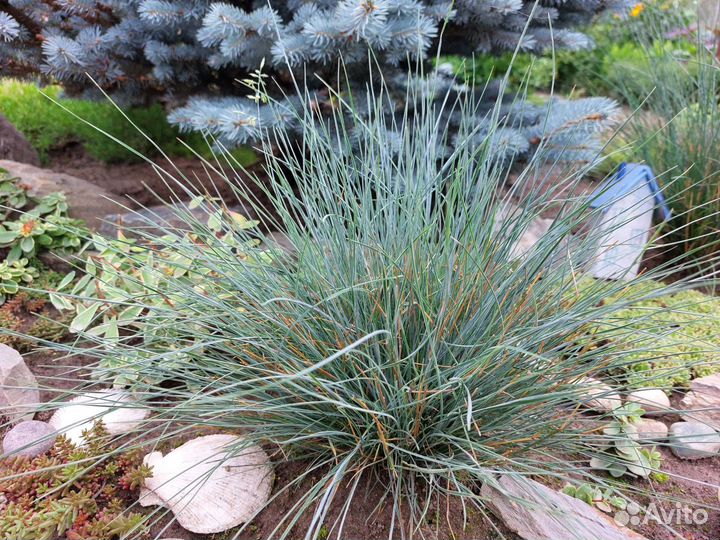 Садовые многолетники