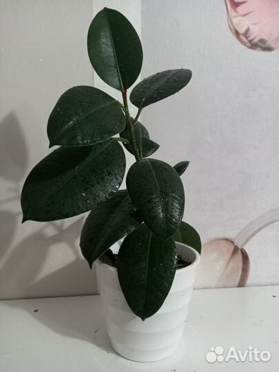 Продам цветы комнатные