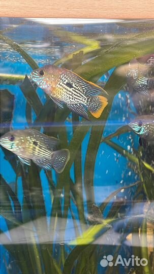 Акара бирюзовая