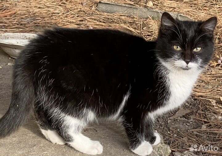 Кошка котята