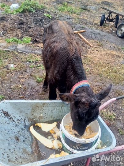 Телята телка