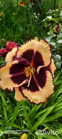 Лилейники сортовые