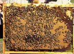 Продам пчелопакеты, пчелосемьи, пчелы, пасека