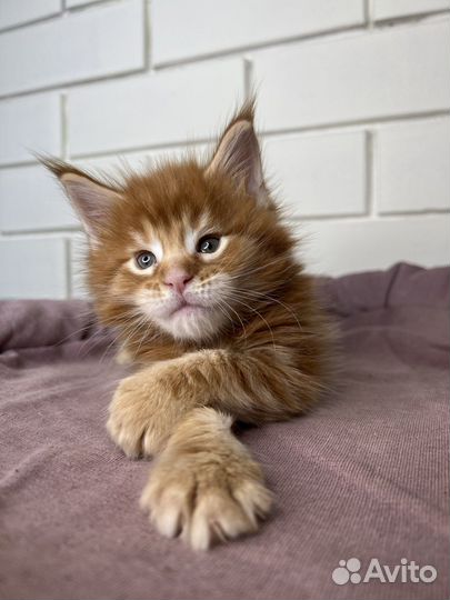 Мейн-кун котята