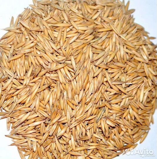 Пшеница,куриный комбикорм,ячмень,овёс,зерносмесь