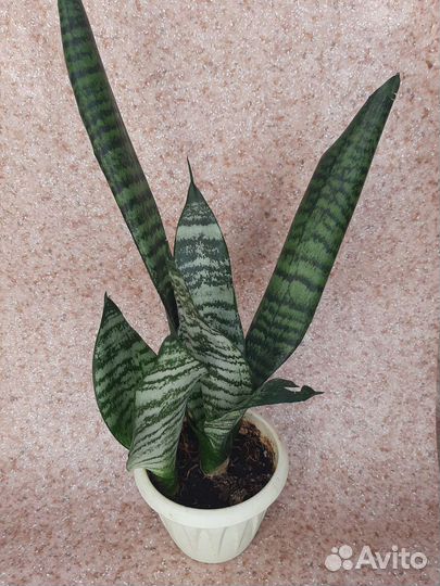 Сансевиерия