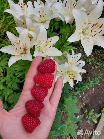 Кусты малины