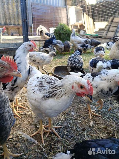 Молодые петушки