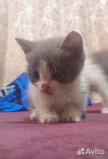 Котенок в дар бесплатно