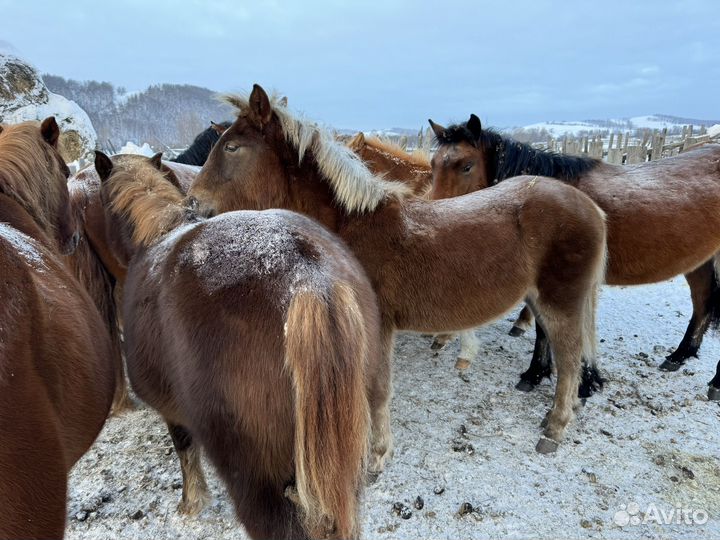 Жеребята 23 года