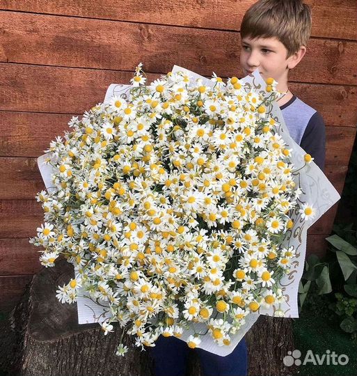 Цветы ромашки. Букеты ромашек. Цветы доставка
