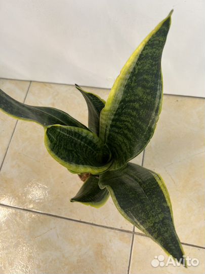 Сансевиерия