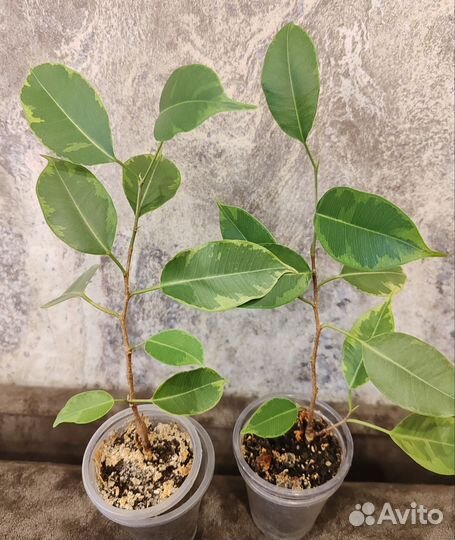 Фикус бенджамина реджинальд,бафт