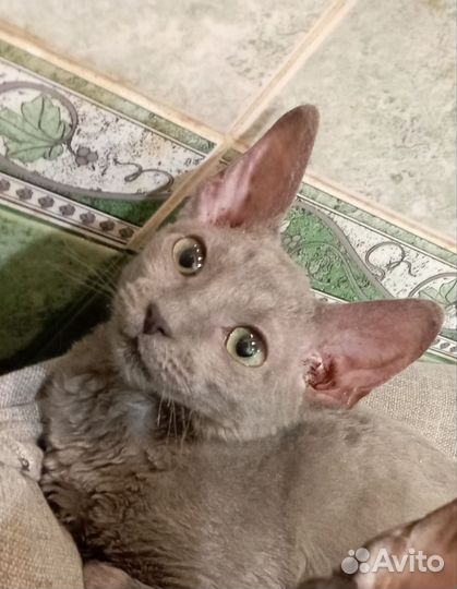 Котята корниш-рекс