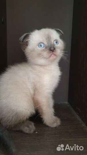 Шотландский вислоухий котенок