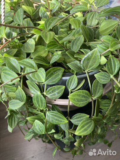 Пеперомия четырёхугольная