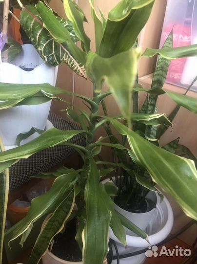 Домашние растения драцена