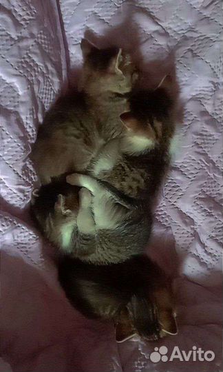 Котята в добрые руки бесплатно